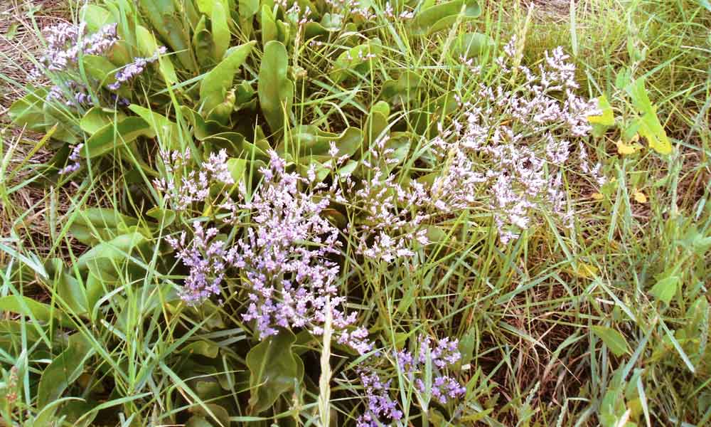 a patch of flowers in Stalmine